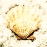 Coquille Saint Jacques